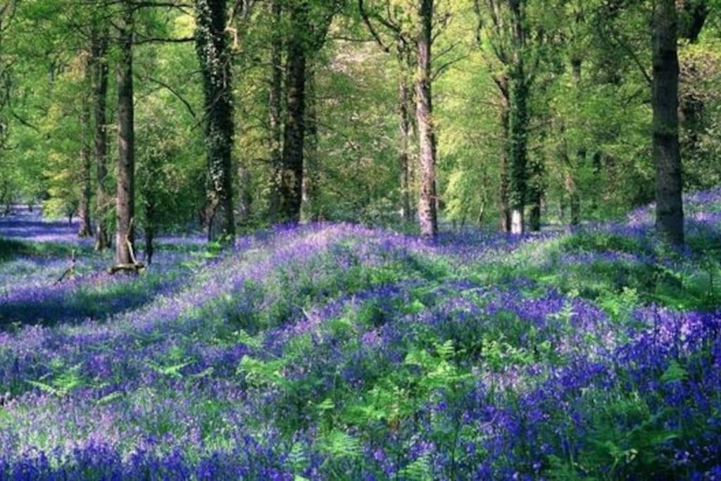 Welsh Newton Common The Cider House Holiday Cottage מראה חיצוני תמונה